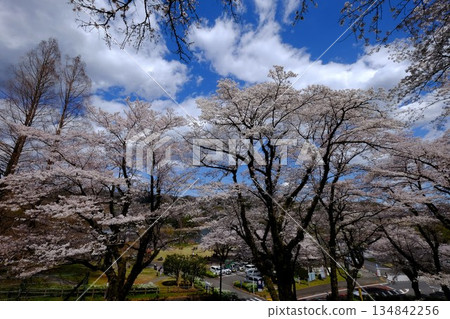 Blue sky, clouds and cherry blossoms in the park [Tsukui, Sagamihara City, April] 134842256