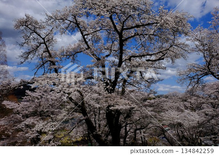 櫻花在藍天下盛開 [相模原市築井，四月] 134842259
