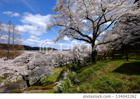 Cherry blossoms in full bloom under a blue sky [Tsukui, Sagamihara City, April] 134842262