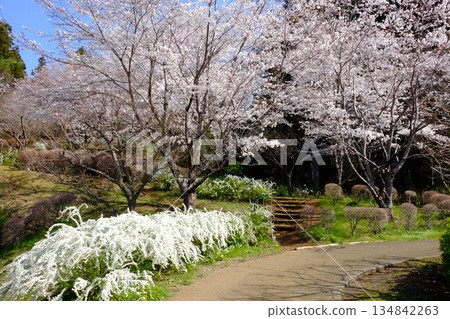 A spring walk filled with blooming flowers [Tsukui, Sagamihara City, April] 134842263