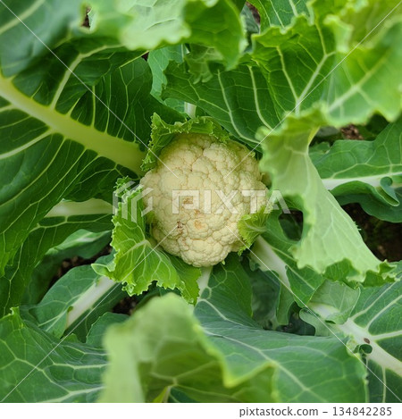 Cauliflower nearing harvest Cauliflower nearing harvest 134842285