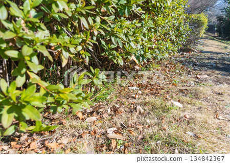 In the warmth of autumn's sunshine 134842367