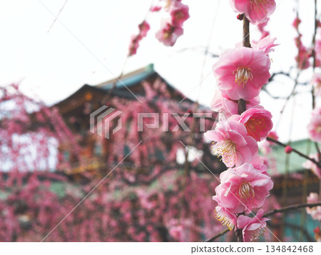 Hofu Tenmangu and Ume 134842468