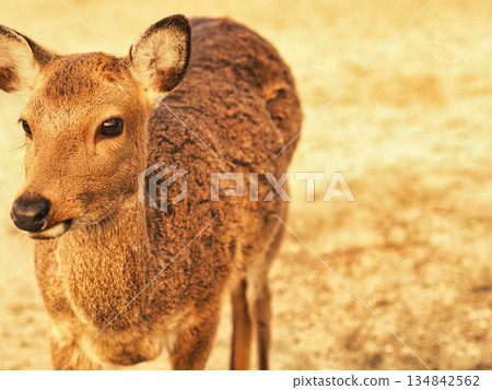 Staring deer 134842562
