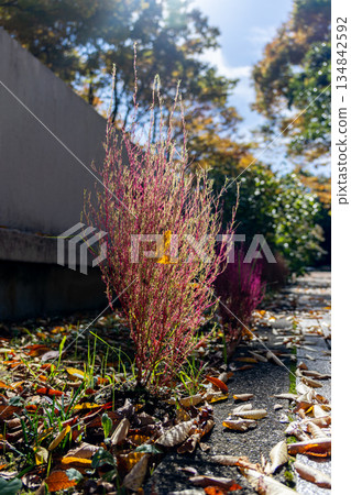 公園裡的粉紅色葉子雜草 公園裡的粉紅色葉子雜草 134842592