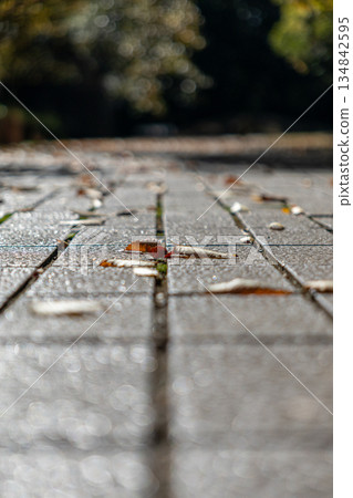 Fallen leaves on the park path Fallen leaves on the park path 134842595