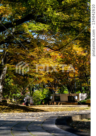 公園裡有美麗的秋葉 134842610