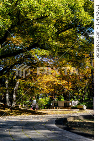 公園裡有美麗的秋葉 134842611