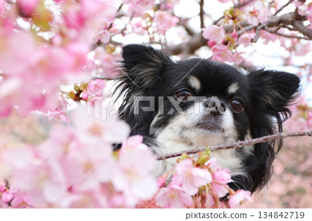 A cute spring photo of a field of Kawazu cherry blossoms and a Chihuahua A cute spring photo of a field of Kawazu cherry blossoms and a Chihuahua 134842719