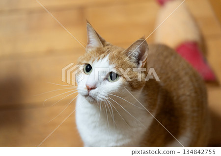Cute staring cat brown tabby and white 134842755