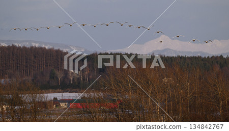 Whooper Swan ⑮ (Hokkaido) Whooper Swan ⑮ (Hokkaido) 134842767