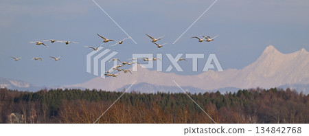 Whooper Swan ⑯ (Hokkaido) Whooper Swan ⑯ (Hokkaido) 134842768