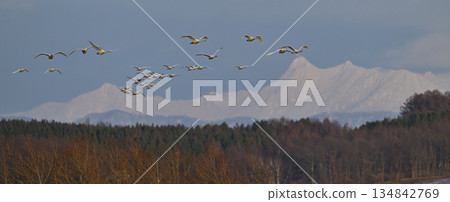 Whooper Swan ⑰ (Hokkaido) Whooper Swan ⑰ (Hokkaido) 134842769