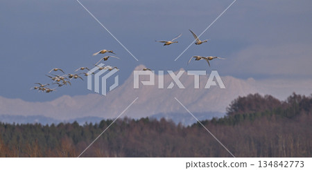 Whooper Swan 22 (Hokkaido) Whooper Swan 22 (Hokkaido) 134842773