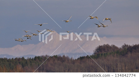 Whooper Swan 24 (Hokkaido) Whooper Swan 24 (Hokkaido) 134842774