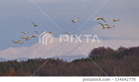 Whooper Swan 22 (Hokkaido) Whooper Swan 22 (Hokkaido) 134842776