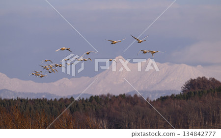 Whooper Swan 22 (Hokkaido) Whooper Swan 22 (Hokkaido) 134842777