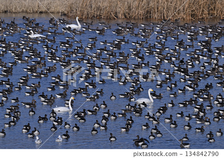 馬幹22（北海道） 134842790