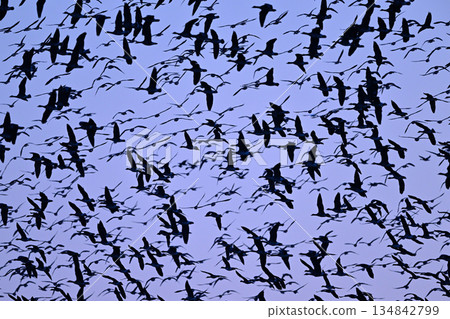 大白額雁（北海道） 134842799