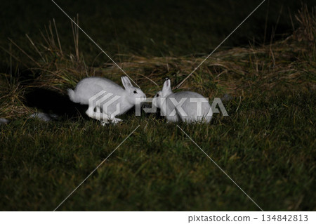 Snow Hare 220 (Hokkaido) Snow Hare 220 (Hokkaido) 134842813
