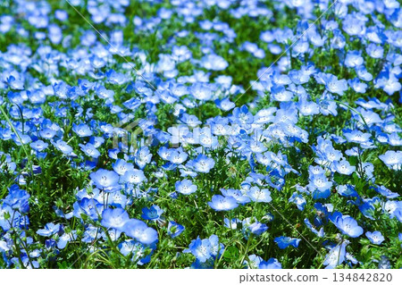 Nemophila in full bloom Nemophila in full bloom 134842820