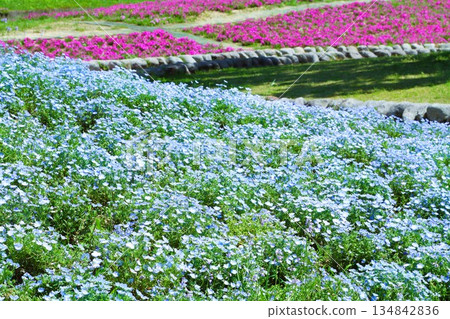 Nemophila in full bloom 134842836