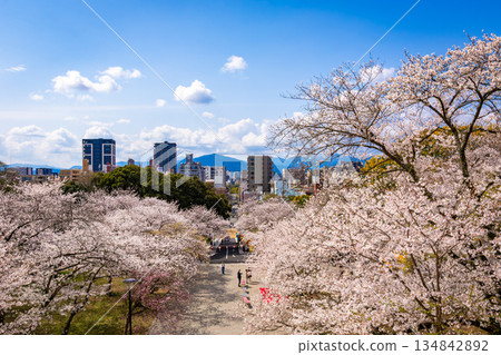 Cherry blossoms and buildings against the sky in spring at Nishi Park in Fukuoka Prefecture 134842892
