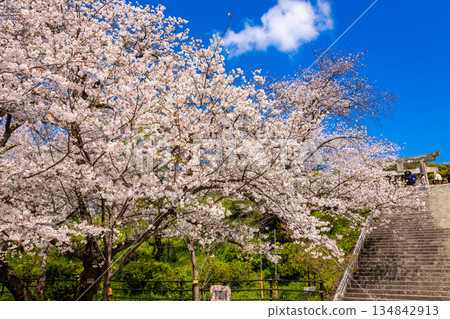 Cherry blossoms in full bloom against a blue sky in spring at Nishi Park in Fukuoka Prefecture 134842913