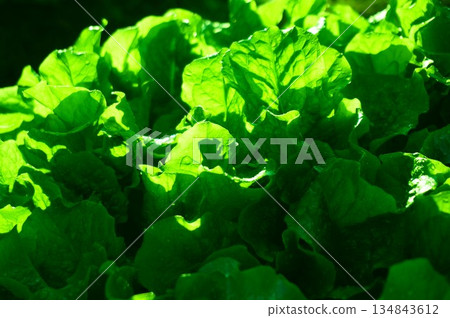 1片生菜葉 134843612