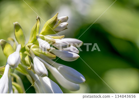 初夏的陽光和白色的花苞－大葉玉簪盛開 134843656