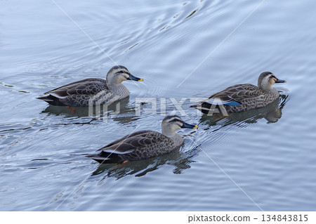 鴨 134843815