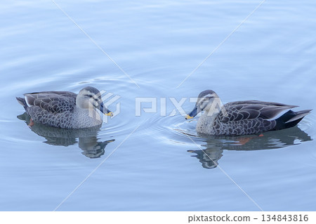 鴨 鴨 134843816