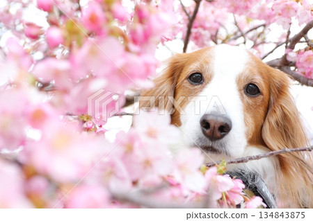 Kooikerhondje 從河津櫻花叢中探出頭來 Kooikerhondje 從河津櫻花叢中探出頭來 134843875
