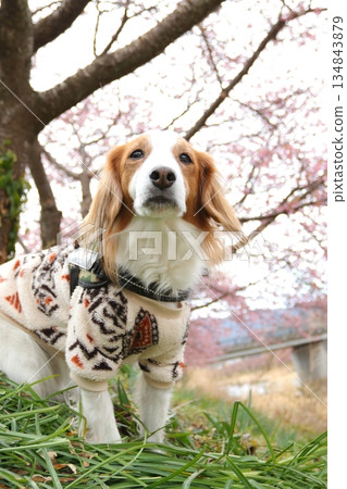 春天，庫伊克洪傑坐在河津櫻花旁 134843879