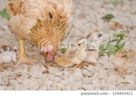 Hen and chicks. Hen and chicks. 134843921