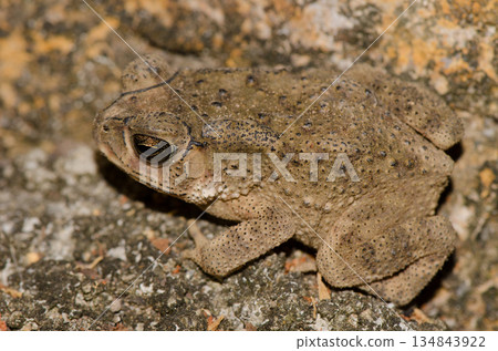 Asian common toad. 134843922
