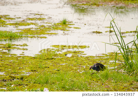 Male grey-headed swamphen. 134843937