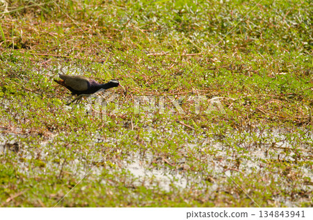 Bronze-winged jacana Metopidius indicus. Bronze-winged jacana Metopidius indicus. 134843941