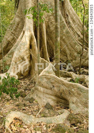 Giant root system of the Tung tree. 134843955