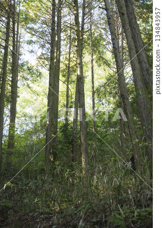 Scenes of Asian forests, forest roads, and environmental images 134843957