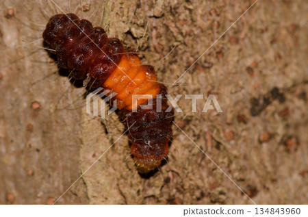 Caterpillar of a common guava blue. Caterpillar of a common guava blue. 134843960