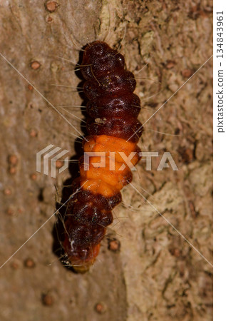 Caterpillar of a common guava blue. Caterpillar of a common guava blue. 134843961