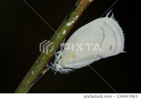 Flatid planthopper Cerynia sp. 134843963