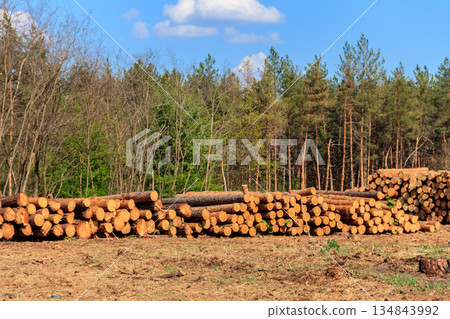 Stacked tree trunks felled by the logging timber industry in pine forest Stacked tree trunks felled by the logging timber industry in pine forest 134843992