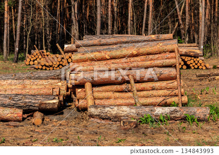 Stacked tree trunks felled by the logging timber industry in pine forest Stacked tree trunks felled by the logging timber industry in pine forest 134843993