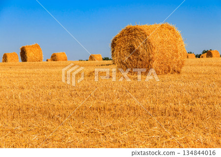 Round straw bales on a field after the grain harvest 134844016