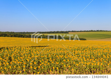 Summer landscape with sunflower fields, hills and blue sky Summer landscape with sunflower fields, hills and blue sky 134844041