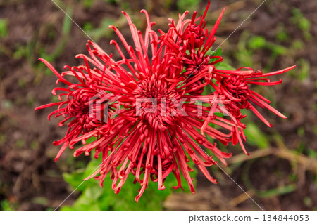 Beautiful chrysanthemum in a garden Beautiful chrysanthemum in a garden 134844053