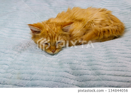 Ginger cat on a bed at home Ginger cat on a bed at home 134844056