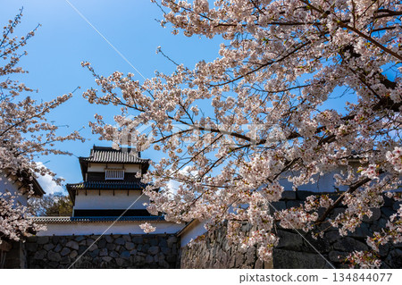 福岡縣舞鶴公園的福岡城大門在春天櫻花盛開的襯托下顯得格外美麗。 134844077
